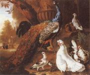 Jakob Bogdani Bird of Paradise oil painting on canvas